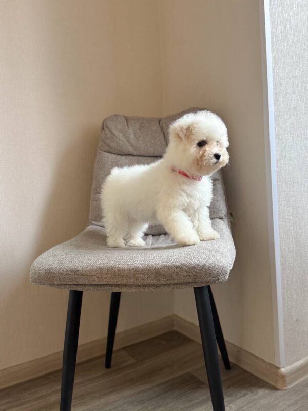 Florencia Bichon Frise Florencia Bichon Frise