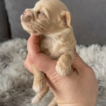 Floria-female-Maltipoo-puppy-for-sale-1