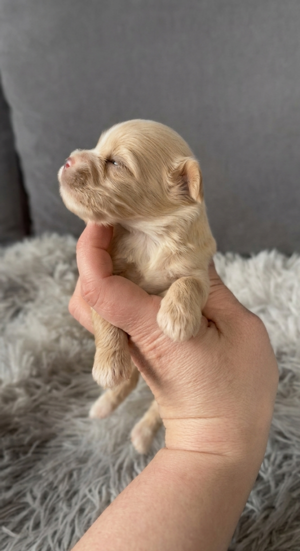 Floria Maltipoo Floria Maltipoo