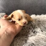 Fluffs-male-Maltipoo-puppy-for-sale-1