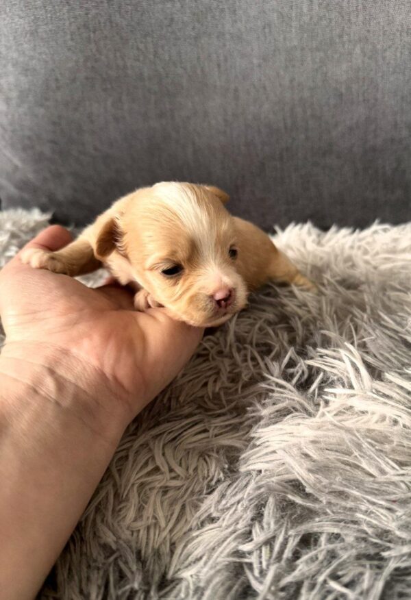 Fluffs Maltipoo Fluffs Maltipoo