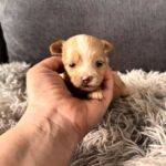 Fluffs-male-Maltipoo-puppy-for-sale-2