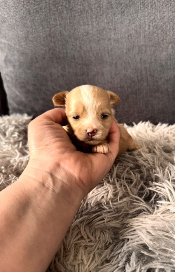 Fluffs Maltipoo Fluffs Maltipoo