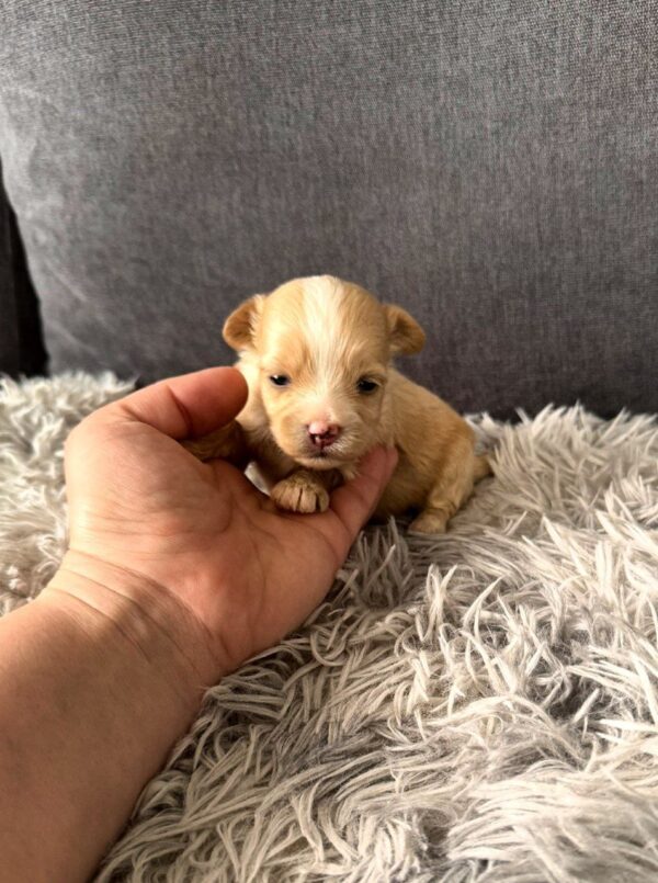 Fluffs Maltipoo Fluffs Maltipoo