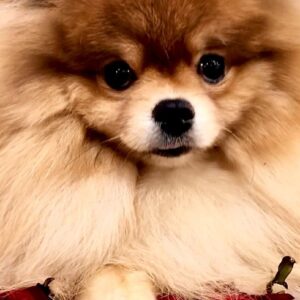 Fred Pomeranian Fred Pomeranian
