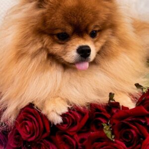 Fred Pomeranian Fred Pomeranian