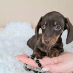 Frodo-male-miniature-dachshund-puppy-for-sale- (1)