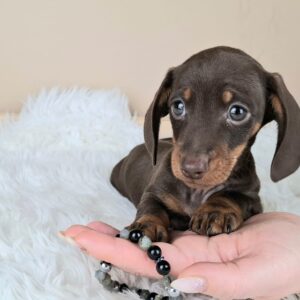 Frodo Miniature Dachshund Frodo Miniature Dachshund