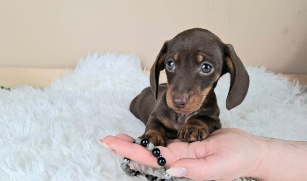 Frodo Miniature Dachshund Frodo Miniature Dachshund
