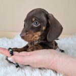 Frodo-male-miniature-dachshund-puppy-for-sale- (2)