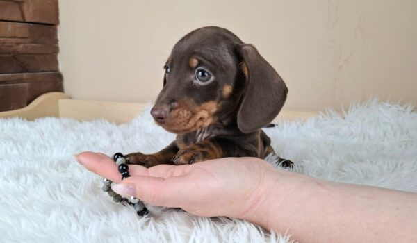 Frodo Miniature Dachshund Frodo Miniature Dachshund