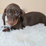 Frodo-male-miniature-dachshund-puppy-for-sale- (3)