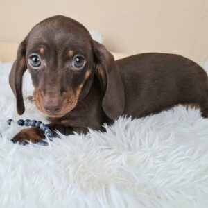 Frodo Miniature Dachshund Frodo Miniature Dachshund