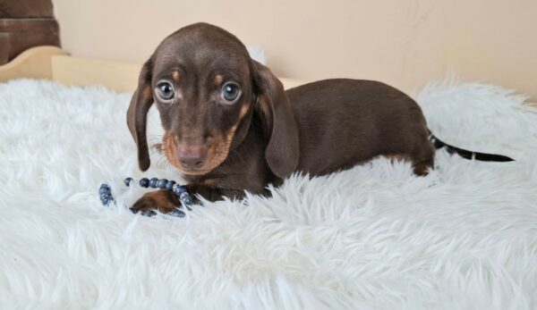 Frodo Miniature Dachshund Frodo Miniature Dachshund