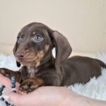 Frodo-male-miniature-dachshund-puppy-for-sale- (4)