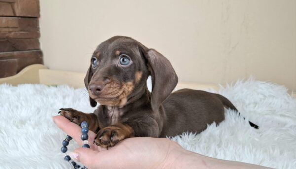Frodo Miniature Dachshund Frodo Miniature Dachshund