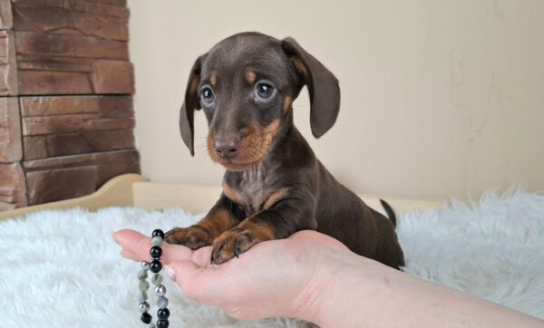 Frodo Miniature Dachshund Frodo Miniature Dachshund