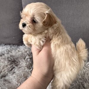 Gango Maltipoo Gango Maltipoo