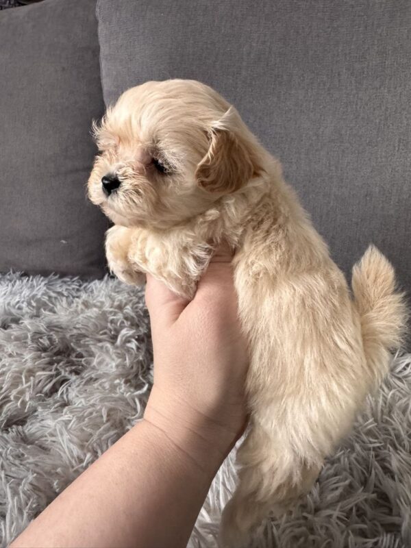 Gango Maltipoo Gango Maltipoo