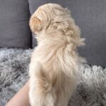 Gango-male-Maltipoo-puppy-for-sale-2