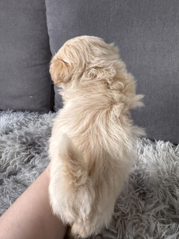 Gango Maltipoo Gango Maltipoo