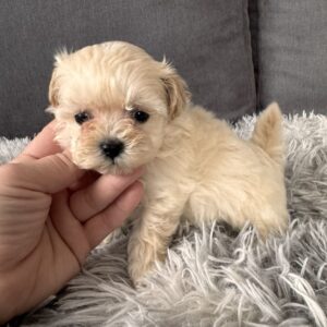 Gango Maltipoo Gango Maltipoo