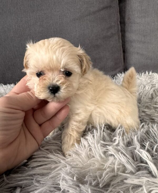 Gango Maltipoo Gango Maltipoo