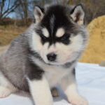 Garnet-female-Siberian-husky-puppy-for-sale-1