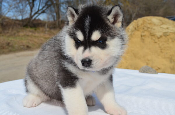 Garnet Siberian Husky Garnet Siberian Husky
