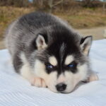 Garnet-female-Siberian-husky-puppy-for-sale-2