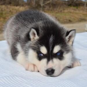 Garnet Siberian Husky Garnet Siberian Husky