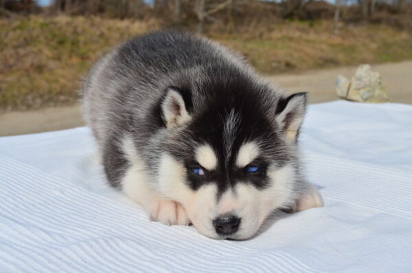Garnet Siberian Husky Garnet Siberian Husky