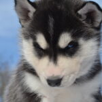 Garnet-female-Siberian-husky-puppy-for-sale-3