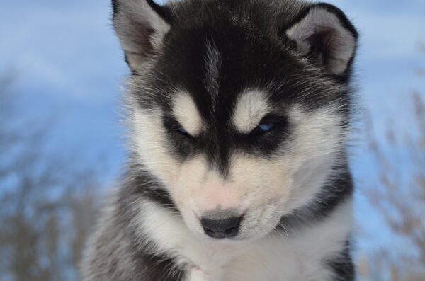 Garnet Siberian Husky Garnet Siberian Husky