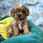 Garvin-male-Cavapoo-puppy-for-sale-1