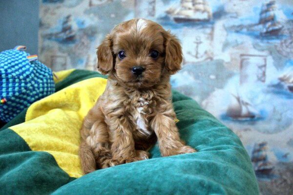 Garvin Cavapoo Garvin Cavapoo