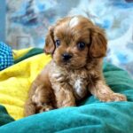 Garvin-male-Cavapoo-puppy-for-sale-2