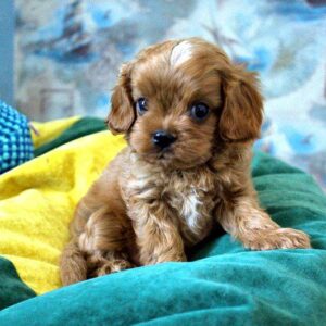 Garvin Cavapoo Garvin Cavapoo