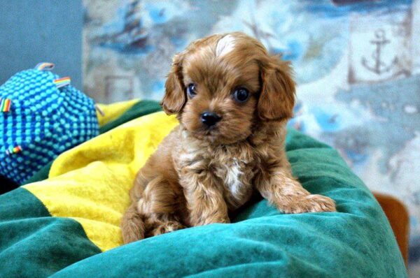Garvin Cavapoo Garvin Cavapoo