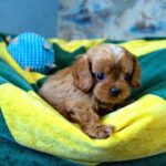 Garvin-male-Cavapoo-puppy-for-sale-3