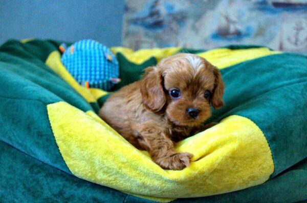 Garvin Cavapoo Garvin Cavapoo