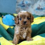 Garvin-male-Cavapoo-puppy-for-sale-4