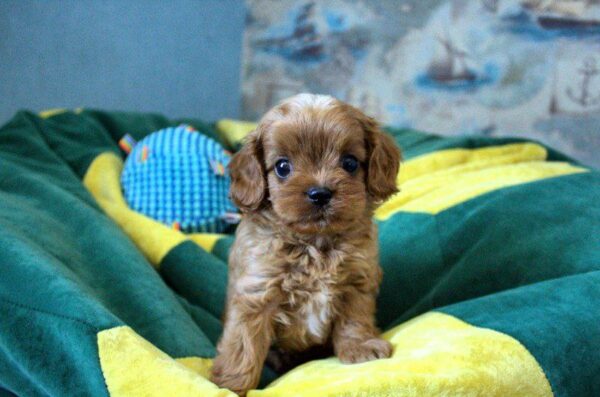 Garvin Cavapoo Garvin Cavapoo