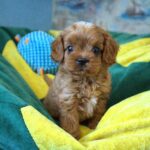 Garvin-male-Cavapoo-puppy-for-sale-5