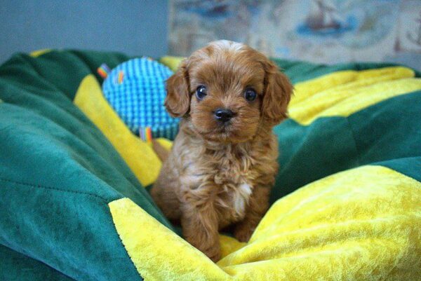 Garvin Cavapoo Garvin Cavapoo