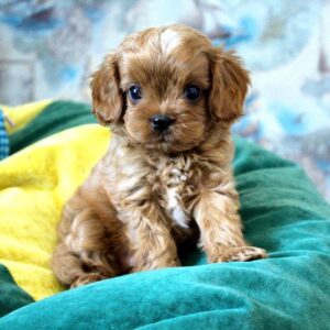 Garvin Cavapoo Garvin Cavapoo