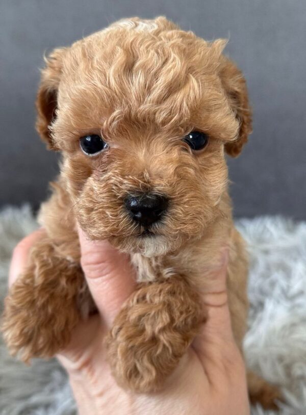 Gator Maltipoo Gator Maltipoo