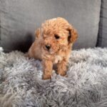Gator-male-Maltipoo-puppy-for-sale-3