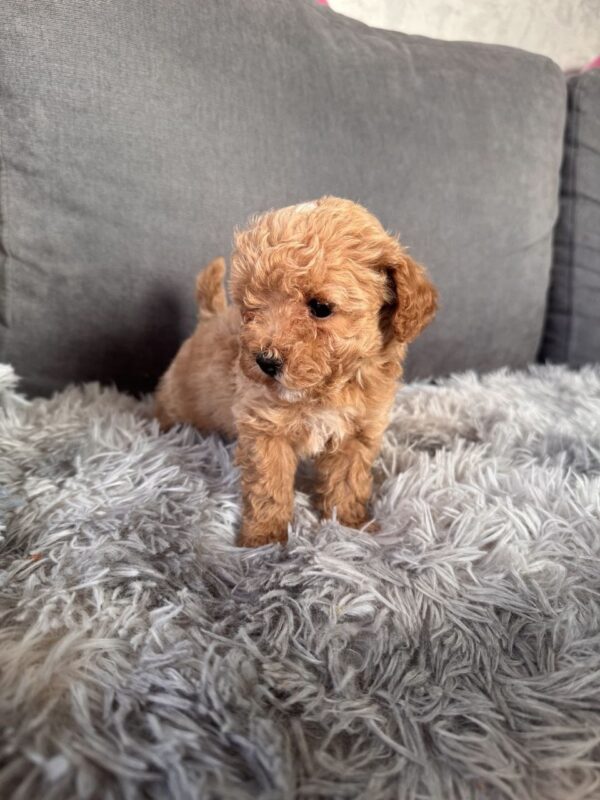 Gator Maltipoo Gator Maltipoo