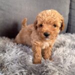 Gator-male-Maltipoo-puppy-for-sale-4